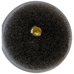 Natural Alaskan Gold Nugget Raw Hand Picked .3 grams Specimen Collectible